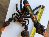 Schleich Eldrador skorpionas 70142 - nuotraukos Nr. 5