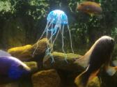 Meduza