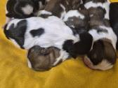 Parduodami Shih Tzu šuniukai su Fci kilmės dokumen