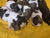 Parduodami Shih Tzu šuniukai su Fci kilmės dokumen - nuotraukos Nr. 2