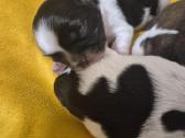 Parduodami Shih Tzu šuniukai su Fci kilmės dokumen - nuotraukos Nr. 3