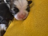 Parduodami Shih Tzu šuniukai su Fci kilmės dokumen - nuotraukos Nr. 4