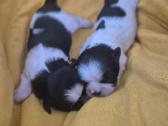 Parduodami Shih Tzu šuniukai su Fci kilmės dokumen - nuotraukos Nr. 5