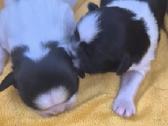 Parduodami Shih Tzu šuniukai su Fci kilmės dokumen - nuotraukos Nr. 6