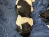 Parduodami Shih Tzu šuniukai su Fci kilmės dokumen - nuotraukos Nr. 7