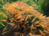 Orange Sakura Neocaridina - krevetės