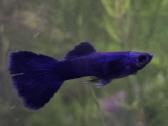 Įv. akvariuminės žuvelės Šiauliuose - nuotraukos Nr. 27