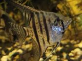 Įv. akvariuminės žuvelės Šiauliuose - nuotraukos Nr. 15