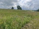 Žemės ūkio paskirties sklypas Raseinių r. - nuotraukos Nr. 3