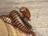 Spirostreptus sp thailand