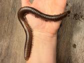 Spirostreptus sp thailand - nuotraukos Nr. 6