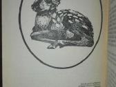 Įdomioji zoologija - nuotraukos Nr. 6