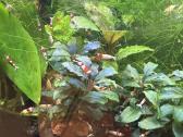 Krevetes Crystal Red Shrimp ( Caridina ) - nuotraukos Nr. 4