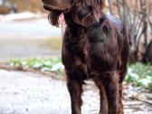 Ieškau pirkti Boykin Spaniel