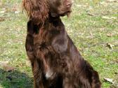 Ieškau pirkti Boykin Spaniel - nuotraukos Nr. 2