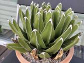 Parduodu kambarines geles - nuotraukos Nr. 27