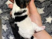 Byver (Bywer) Biever Terrier Berniukai - nuotraukos Nr. 20