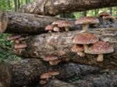 Shiitake grybų kaiščiai 500 vnt. - nuotraukos Nr. 4