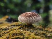 Shiitake grybų kaiščiai 500 vnt. - nuotraukos Nr. 5