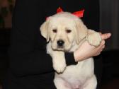 Kilmingi labradoro retriveriai - nuotraukos Nr. 36