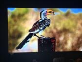 LG Oled ‘65 - nuotraukos Nr. 6