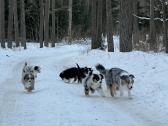Amerikiečių miniatiūriniai aviganiai (Mas) - nuotraukos Nr. 13