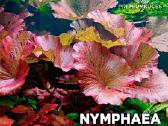 Nymphae Tiger Lotus