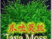 Java samana