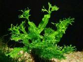 Microsorum "Windelov" - nuotraukos Nr. 4