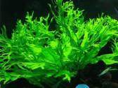 Microsorum "Windelov" - nuotraukos Nr. 6