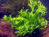 Microsorum "Windelov"