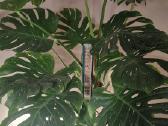 Monstera thai constellation