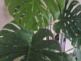 Monstera thai constellation - nuotraukos Nr. 2