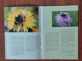Lankstinukas 2008 m. Kamanė / Bombus - nuotraukos Nr. 5