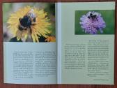 Lankstinukas 2008 m. Kamanė / Bombus - nuotraukos Nr. 9