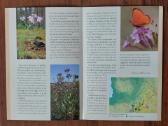 L-as 2009 Lietuvinė naktižiedė / Silene Lithuanica - nuotraukos Nr. 5