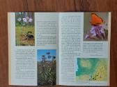 L-as 2009 Lietuvinė naktižiedė / Silene Lithuanica - nuotraukos Nr. 9