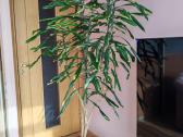 Parduodu kambarinį augalą Dracena