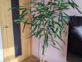 Parduodu kambarinį augalą Dracena - nuotraukos Nr. 2