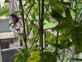 Passiflora "Soi Fah" Parduodama - nuotraukos Nr. 6