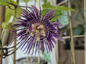 Passiflora "Soi Fah" Parduodama - nuotraukos Nr. 3