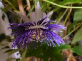 Passiflora "Soi Fah" Parduodama - nuotraukos Nr. 5