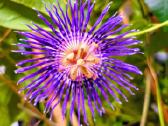 Passiflora "Soi Fah" Parduodama