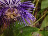 Passiflora "Soi Fah" Parduodama - nuotraukos Nr. 4