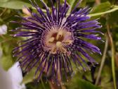 Passiflora "Soi Fah" Parduodama - nuotraukos Nr. 2