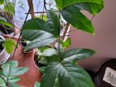 Passiflora "Soi Fah" Parduodama - nuotraukos Nr. 7