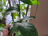 Passiflora "Soi Fah" Parduodama - nuotraukos Nr. 8