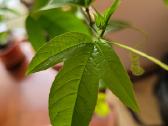Passiflora "Soi Fah" Parduodama - nuotraukos Nr. 9