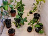 Passiflora "Alata Linhares" Parduodama - nuotraukos Nr. 7