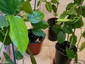 Passiflora "Alata Linhares" Parduodama - nuotraukos Nr. 9